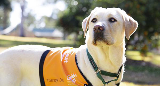 Labrador therapy dog