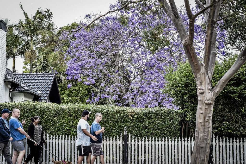 Bangor group home housemates enjoying a walk in the neighbourhood with a purple jacaranda tree in the background